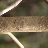 Gmelina arborea Roxb. ex Sm.